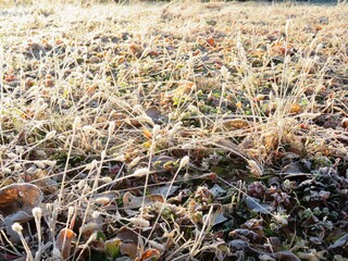 日本の田舎の風景　1月　冬の霜の朝　朝日と草原