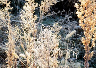 日本の田舎の風景　1月　冬の霜の朝　朝日と草叢