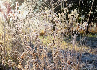 日本の田舎の風景　1月　冬の霜の朝　朝日と草叢