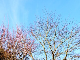 日本の田舎の風景　1月　冬の山の木々と青空　桜と梅