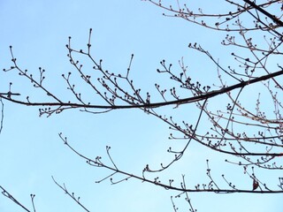 日本の田舎の風景　1月　冬の山の木々と青空　桜の蕾