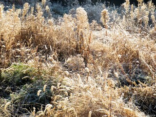 Fototapeta premium 日本の田舎の風景 1月 冬の霜の朝 朝日と草叢