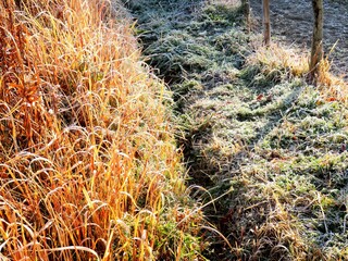 日本の田舎の風景　1月　冬の霜の朝　草紅葉　田舎道