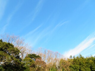 Obraz premium 日本の田舎の風景 1月 冬の山の木々と青空