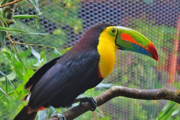 yellow billed toucan