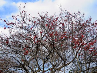 日本の田舎の風景　1月　ナナカマドの赤い実