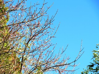 日本の田舎の風景　1月　花　梅の咲き始め