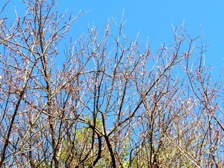 日本の田舎の風景　1月　花　梅の咲き始め