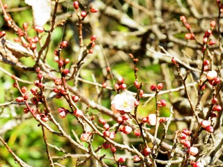 日本の田舎の風景　1月　花　梅の咲き始め
