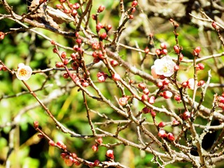 日本の田舎の風景　1月　花　梅の咲き始め