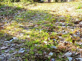 日本の田舎の風景　1月　冬の田舎道