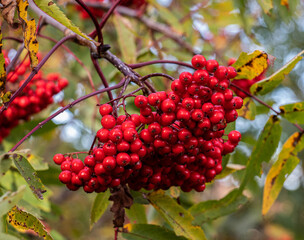 red berries on a branch
