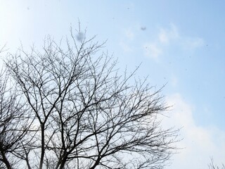 日本の田舎の風景　1月　雪の舞う日　裸木と太陽