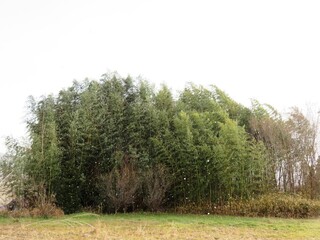 日本の田舎の風景　1月　雪の舞う日　山の木々