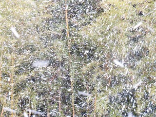 日本の田舎の風景　1月　雪が舞う日