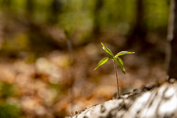 green leaves on the ground