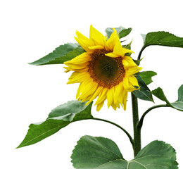     Sunflower (Helianthus annuus) flower isolated       