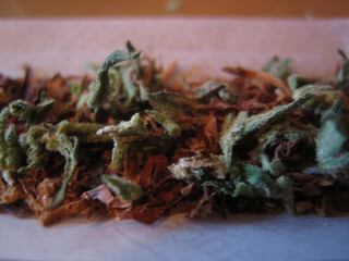 Eckpunkte für neues Gesetz: Wie Cannabis legalisiert werden soll Cannabis medical marihuana creta island greece retro background matala 2006 vintage shoots