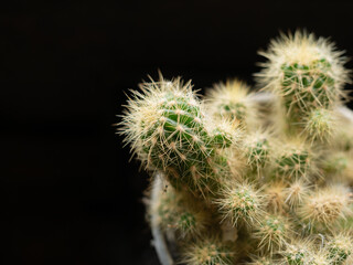 Close-up photography of cactus shows the texture and thorns in a black background.