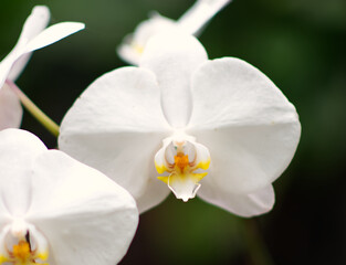 Naklejka na ściany i meble A beautiful white orchid with a black background.