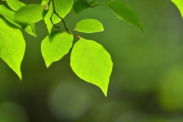 Fototapeta na wymiar 木漏れ日浴びて輝く新緑の若葉