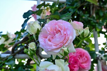 ひっそりと咲く淡いピンクのバラの花