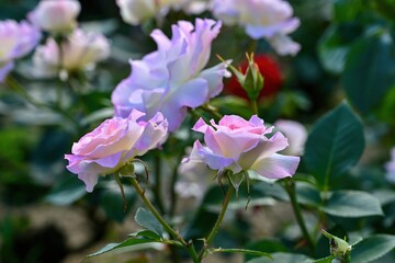 木漏れ日浴びて輝く満開の淡いピンクのバラ