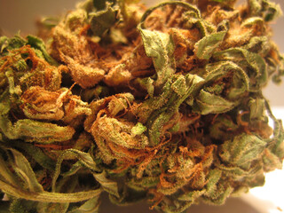 Cannabis medical marihuana creta island greece retro background matala 2006 vintage shoots