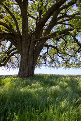 Oak tree in Pleasanton Ridge Park in the East Bay, California