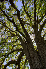 Oak tree in Pleasanton Ridge Park in the East Bay, California