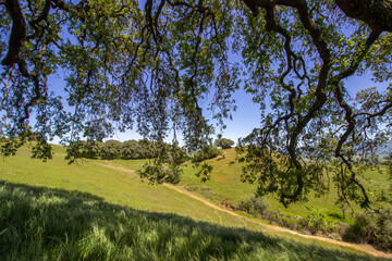 Oak tree in Pleasanton Ridge Park in the East Bay, California