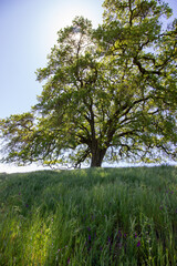 Oak tree in Pleasanton Ridge Park in the East Bay, California