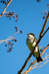 Eastern Kingbird (Tyrannus tyrannus) perched on a branch in Wisconsin with a blue sky