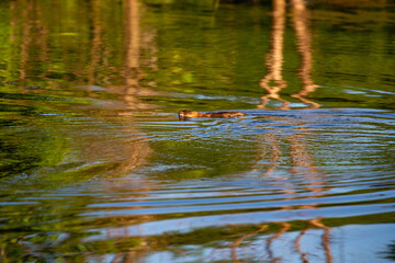 Muskrat (Ondatra zibethicus) swimming in colorful Lake Wausau, Wausau, Wisconsin