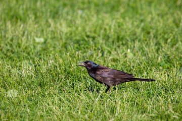 Common Grackle (Quiscalus quiscula) eating food in the grass during the spring
