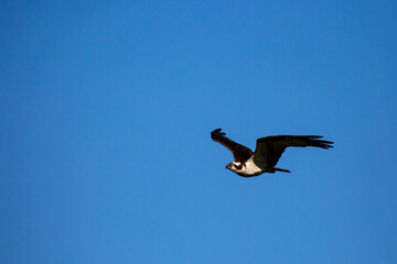 Osprey (Pandion haliaetus) flying in a blue sky in the springtime