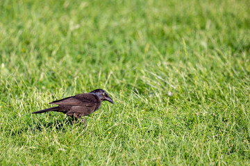 Common Grackle (Quiscalus quiscula) searching for food in the grass during the spring
