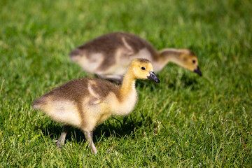 Canada goose (Branta canadensis) gosling walking in grass looking for food during the springtime