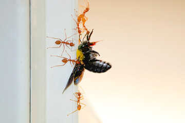 Many ants are dragging large insects and eating, concepts of unification.