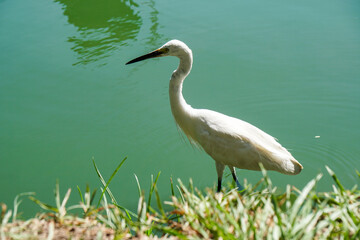 white heron walks on green water in a city park     