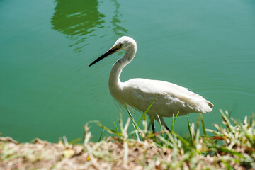 white heron walks on green water in a city park     