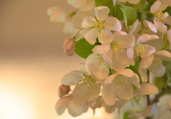 White Crabapple Blossoms IV