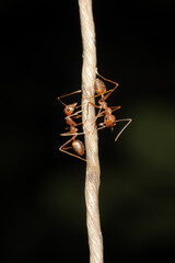 Red Ants are small insects that are usually around us