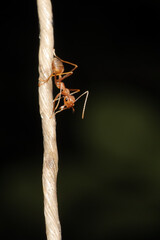 Red Ants are small insects that are usually around us