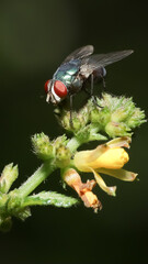 Flies or fly is a small insects that are usually around us