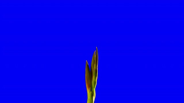 Canna indica, Orange / Yellow lily blossoming on chroma key blue background