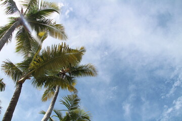 Fototapeta na wymiar Palms and Blue Skies 