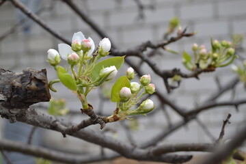 pear tree branch with foliage and blooming buds