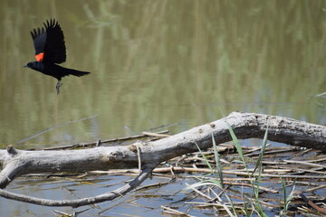 Red-winged blackbird