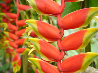 Heliconia flower.